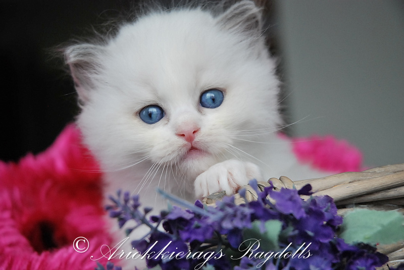 ariokkierags ragdoll kittens te koop