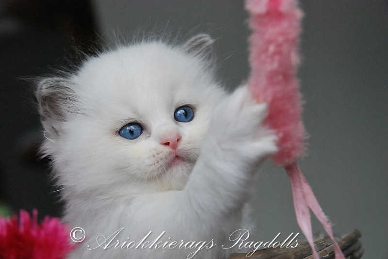 ariokkierags ragdoll kittens te koop