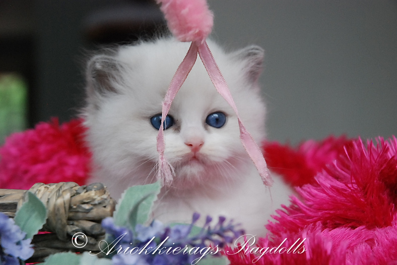 ariokkierags ragdoll kittens te koop