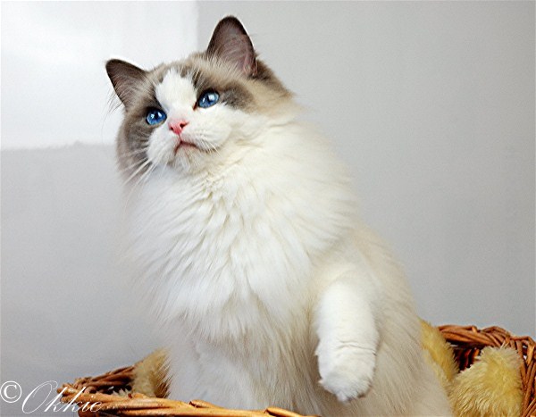 Ariokkierags, Ragdoll, blue point bicolor