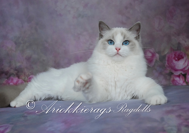 Ragdoll Ariokkierags