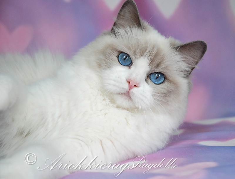 ARIOKKIERAGS RAGDOLL