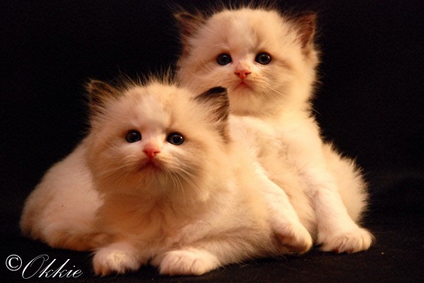 ARIOKKIERAGS RAGDOLLS