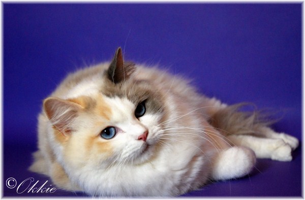 AriokkieRags Ragdoll, Blue tortie bicolor