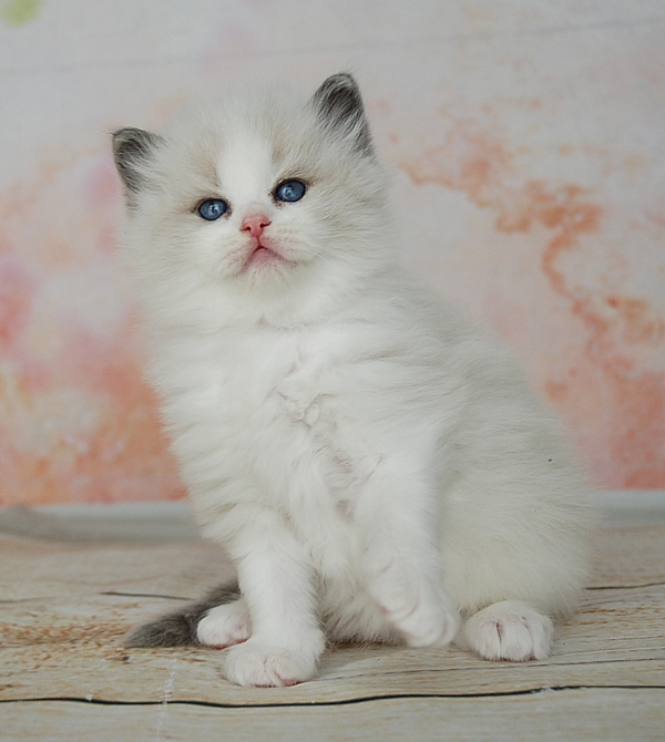 ARIOKKIERAGS RAGDOLL KITTEN