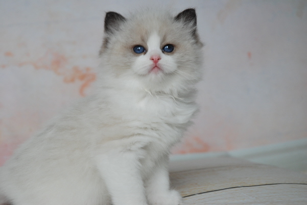 ARIOKKIERAGS RAGDOLL KITTEN