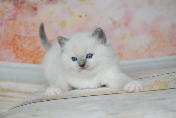 ARIOKKIERAGS RAGDOLL KITTEN