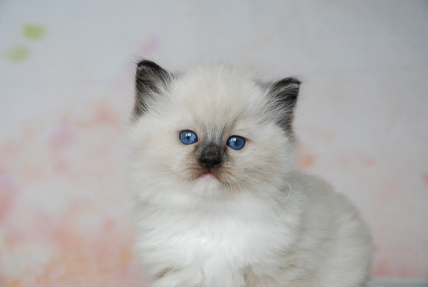 ARIOKKIERAGS RAGDOLL KITTEN