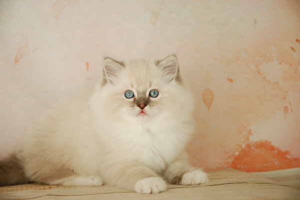 ARIOKKIERAGS RAGDOLL KITTEN