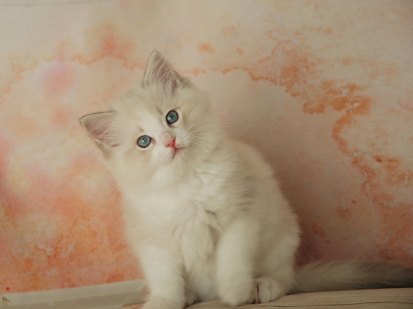 ARIOKKIERAGS RAGDOLL KITTEN