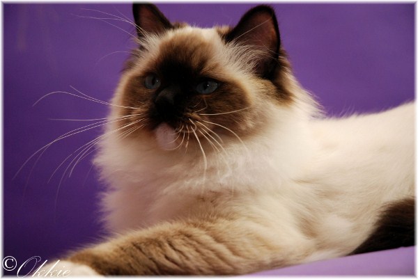 Ariokkierags, ragdoll seal point bicolor