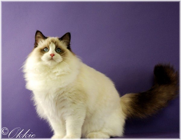 seal point bicolor ragdoll