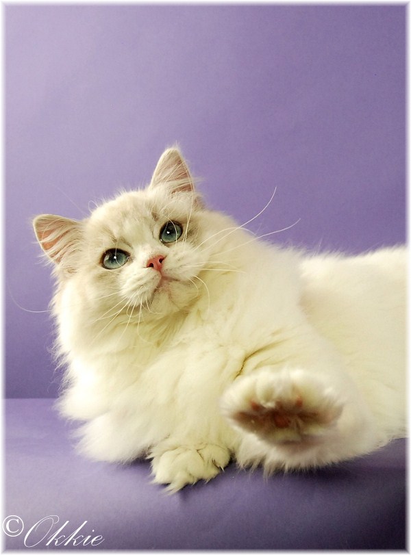 Ariokkierags, Ragdoll blue tabby point bicolor