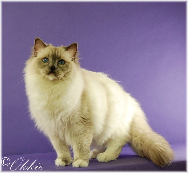 Blue Point Mitted Ragdoll