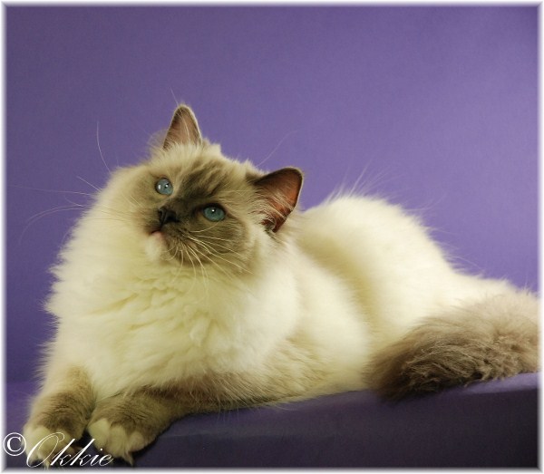 Blue Point Mitted Ragdoll