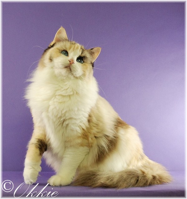 seal tortie bicolor ragdoll