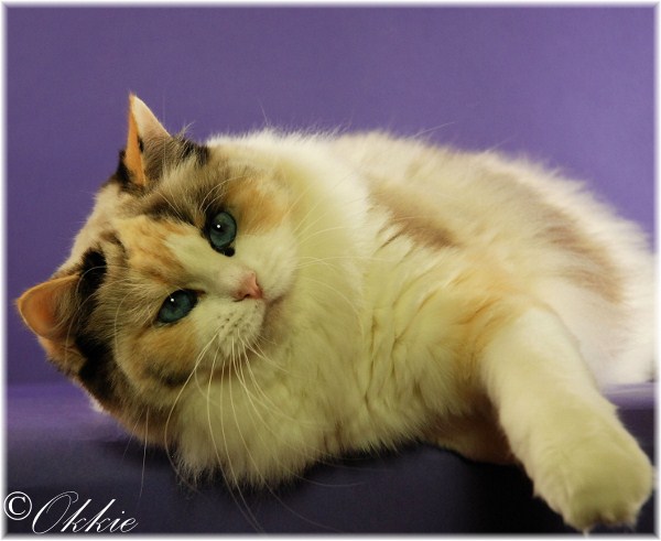 seal tortie bicolor ragdoll