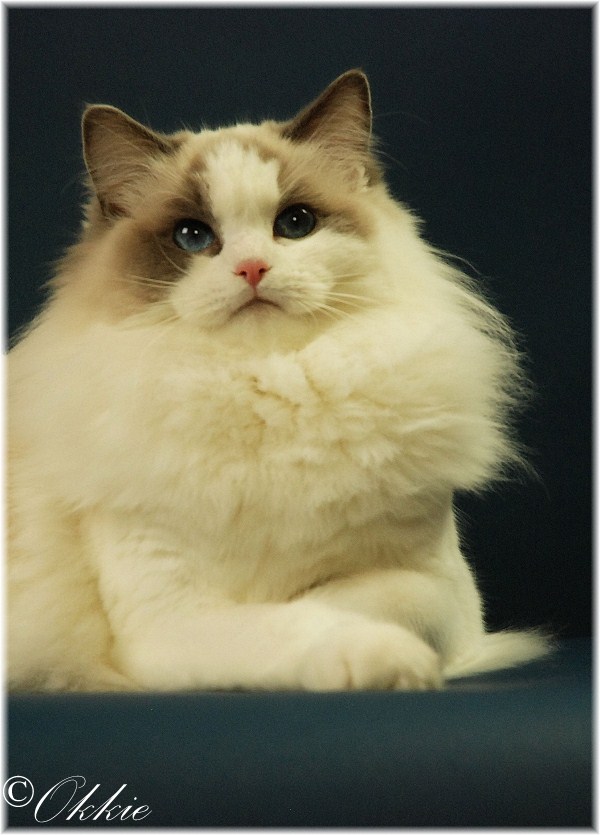 AriokkieRags Ragdoll Blue point mitted