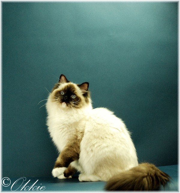 seal point mitted ragdoll