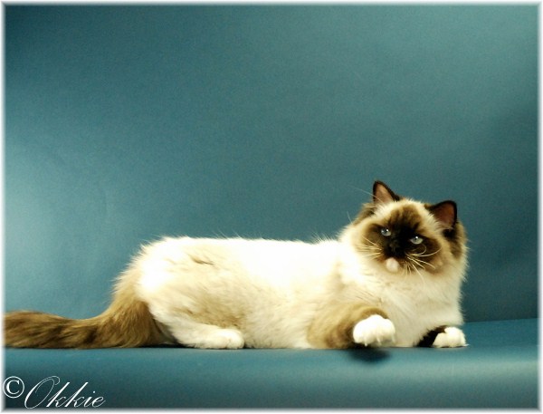 Seal point mitted ragdoll