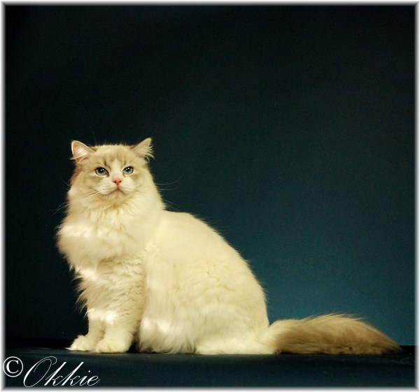 ragdoll blue tabby point bicolor