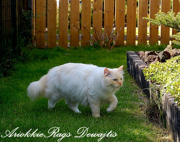AriokkieRags Dewajtis