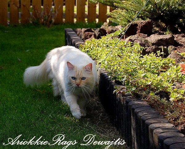 AriokkieRags Dewajtis
