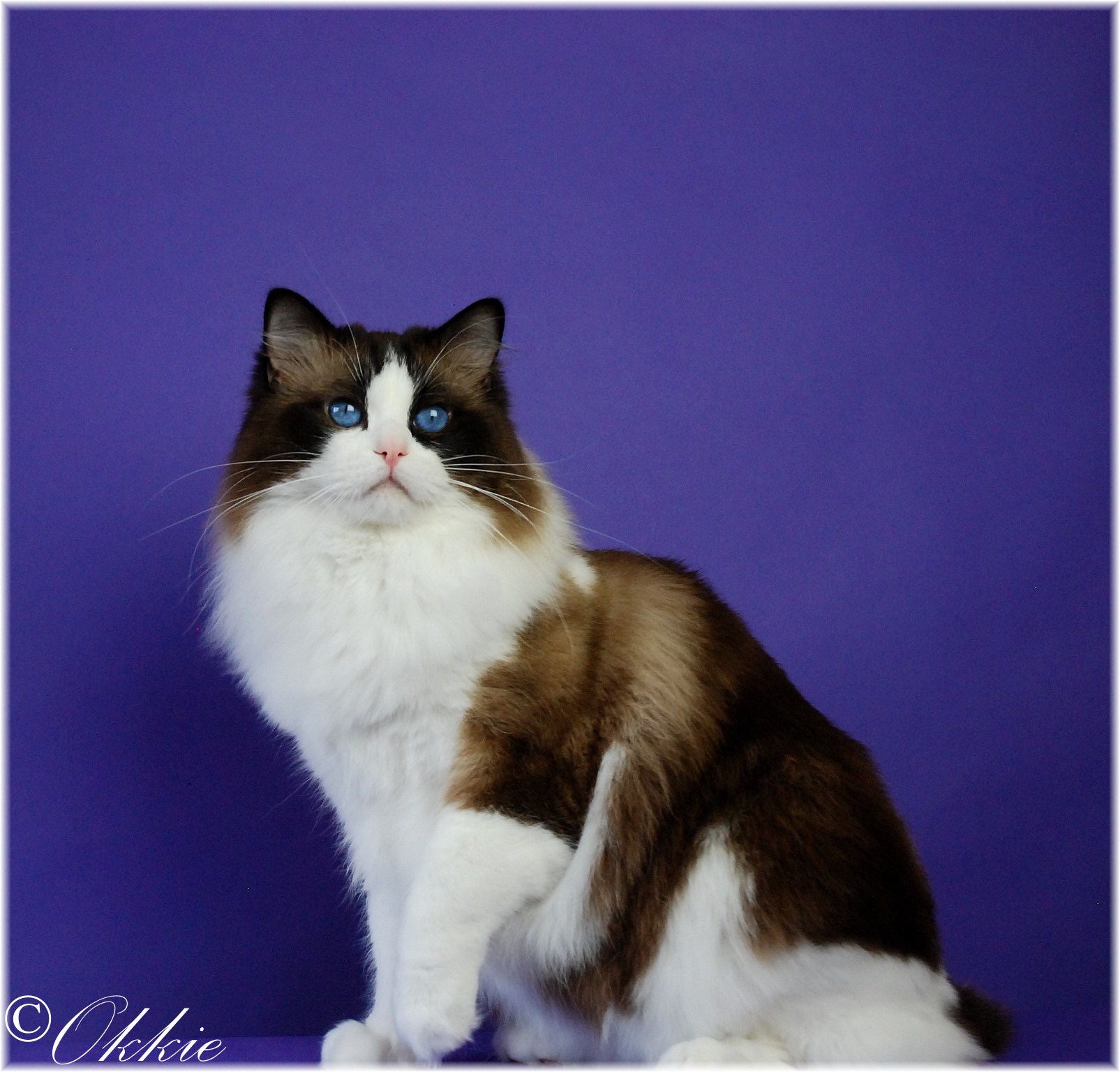 Ariokkierags, Ragdoll Kater seal point bicolor