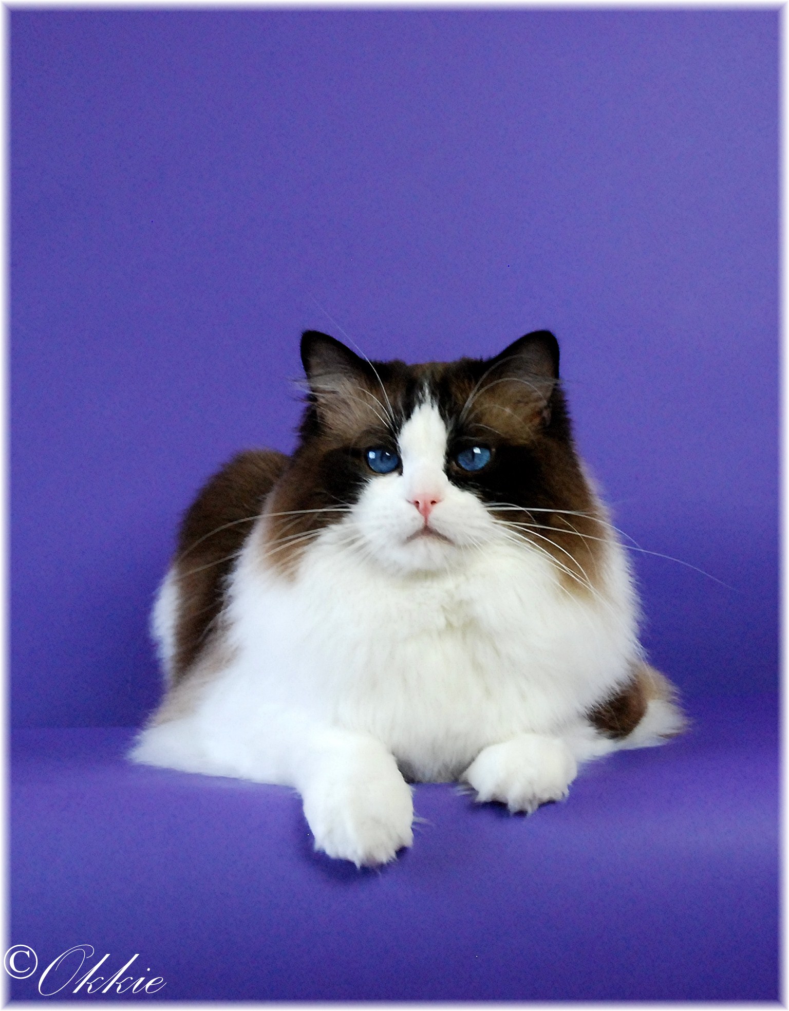 AriokkieRags, Ragdoll Kater seal point bicolor