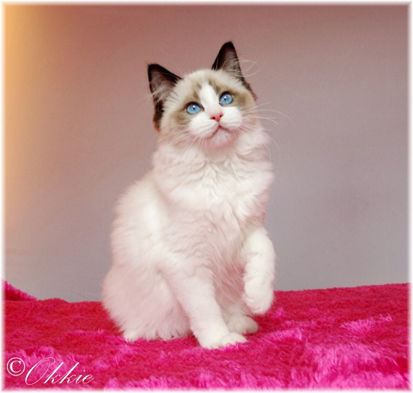 AriokkieRags Ginger of Catbird